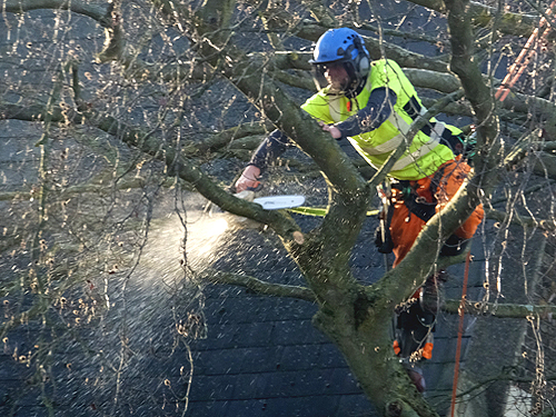 Felling the beech tree